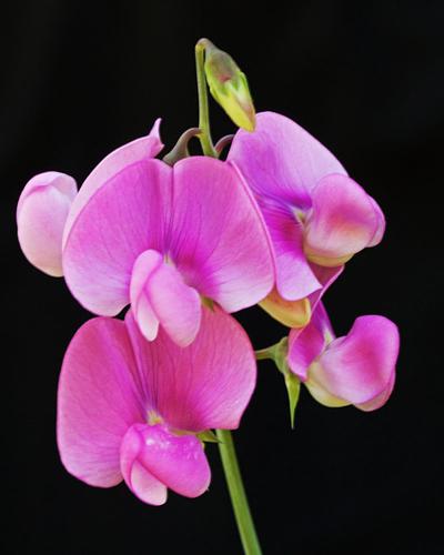 Sweet Pea Symphony